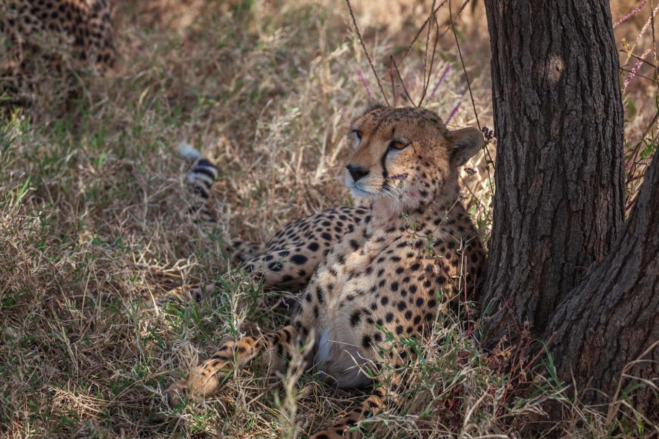 Mawe Tented Camp Серенгети Экстерьер фото